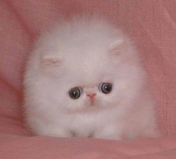 я не пуська. пушистая пуська. пуська. фото пуськи. фотографии пусек.