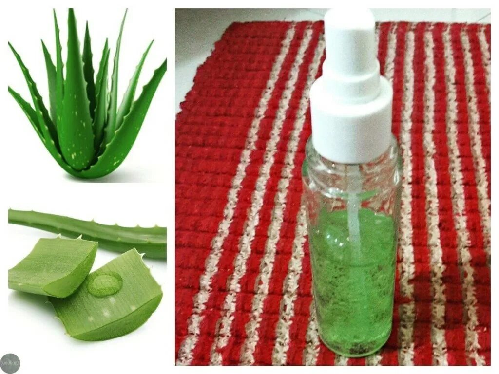 Лекарство из листьев алоэ. Aloe vera spray. алоэ лонгстила.