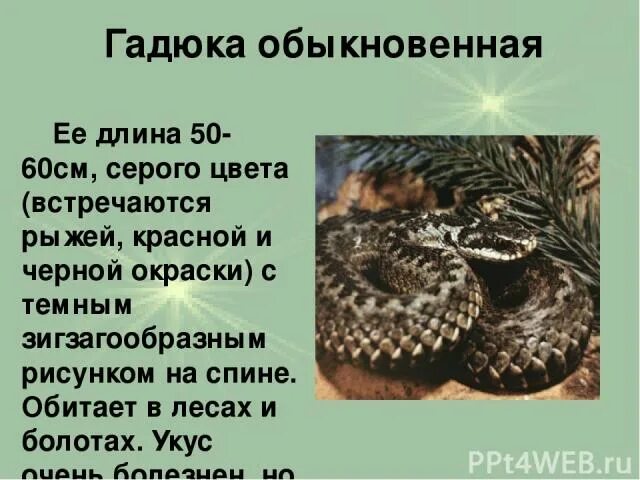 Гадюка в какой природной зоне. Гадюка обыкновенная описание 2 класс. Гадюка обыкновенная доклад 3 класс окружающий мир. Гадюка сообщение 2 класс окружающий мир. Сообщение о гадюке обыкновенной.