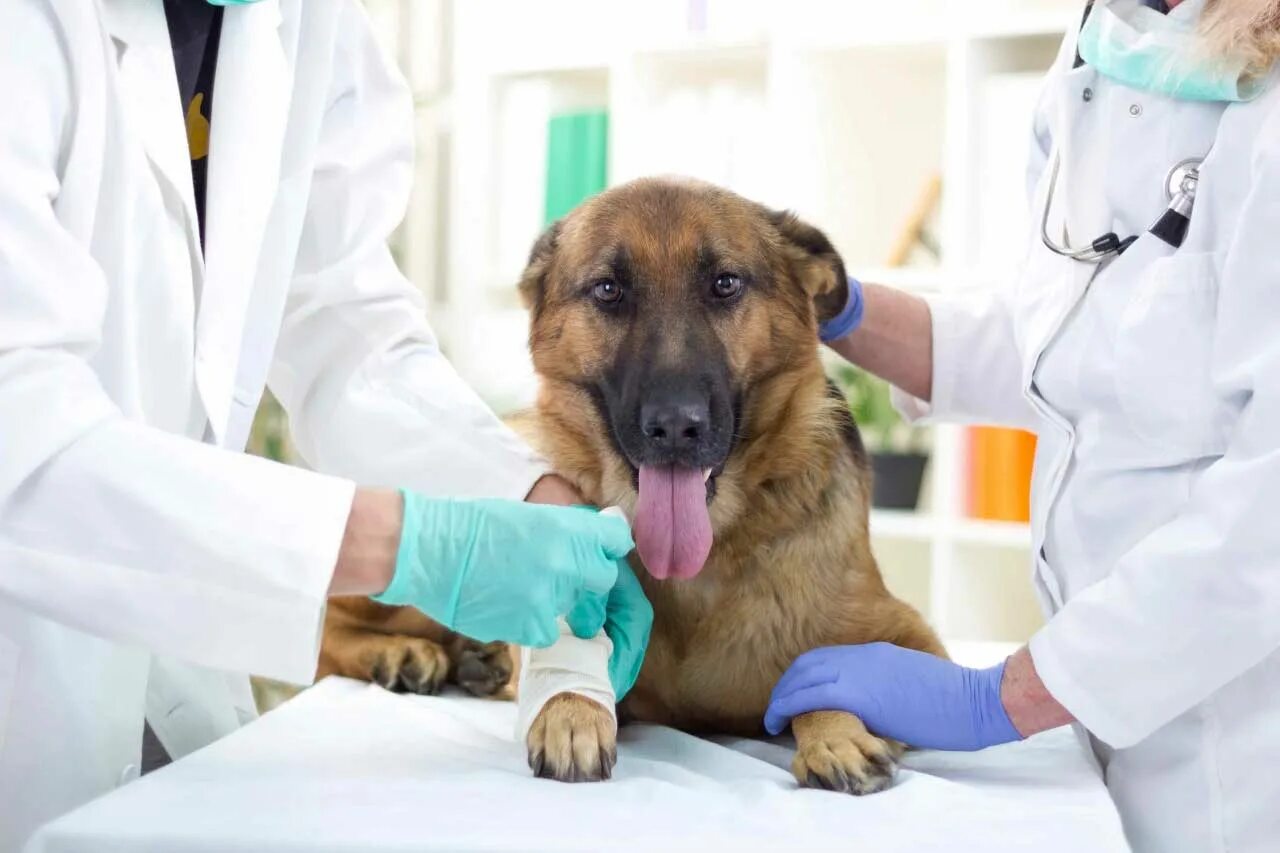 Ветеринар с собакой. Собака в ветеринарной клинике. Терапия животных. Осмотр собаки. Ветеринарный врач приема