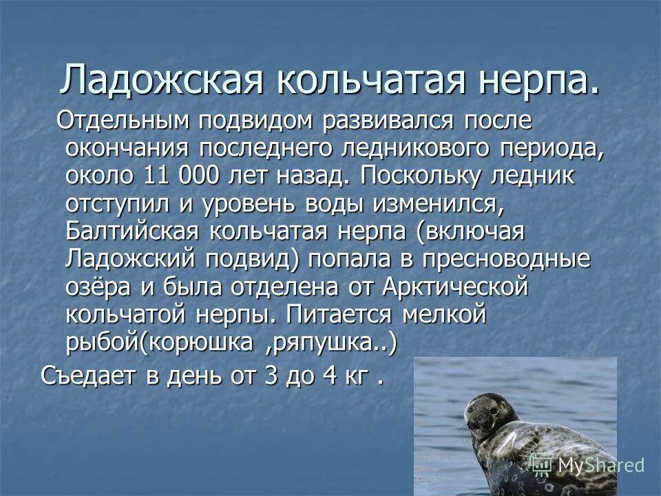 Среда обитания байкальской нерпы