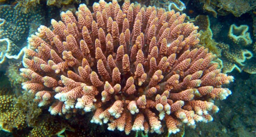 Coral waves. Акропора миллепора. Милиопора коралл. Оленерогий коралл. Акропора оленерогая.