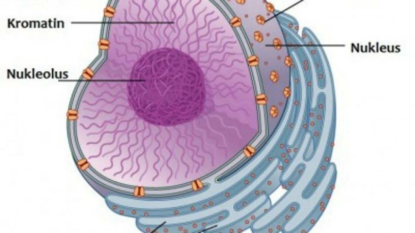 Как называется отверстие в оболочке ядра клетки. Нуклеус ядро. Ядро клетки. Строение ядра клетки. Ядрышко клетки.