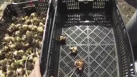 Можно ли посадить луковицы после выгонки
