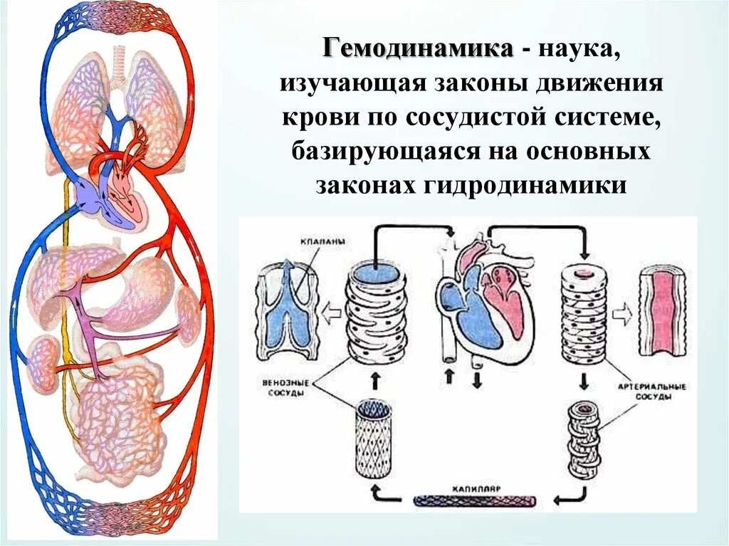 Гемодинамика. Гемодинамика движение крови по сосудам. Системная гемодинамика физиология. Закономерности гемодинамики. Система гемодинамики