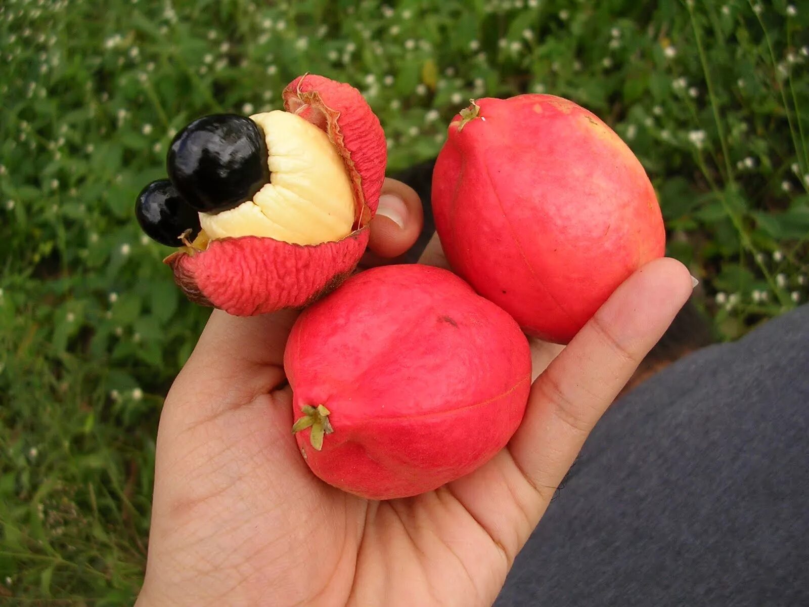 Плодовый мир. Фрукт Ackee Ямайка. Аки Блигия. Редкие фрукты. Необычные ягоды.