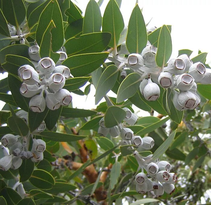 Эвкалипт седой. Eucalyptus niphophila. Эвкалипт сизый. Эвкалипт Робуста. Эвкалипт пепельный