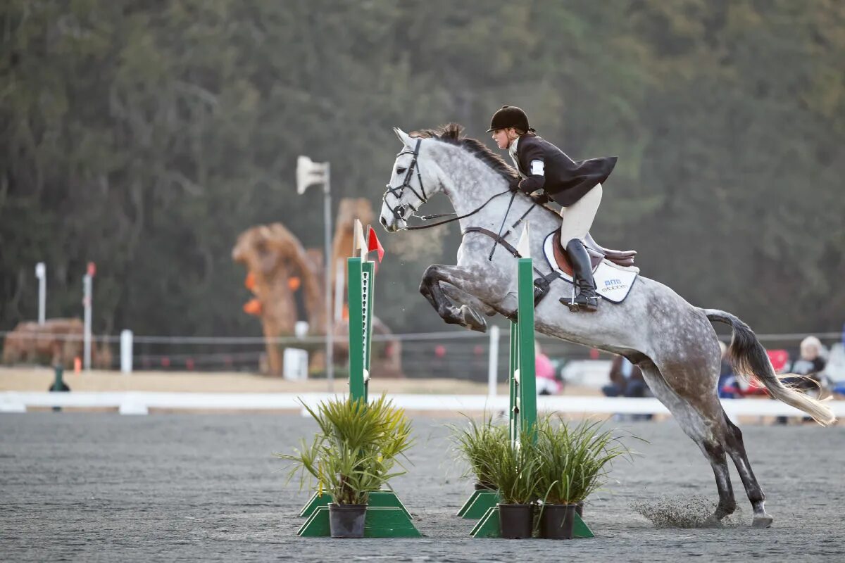 Альберто Моралес конкур. Конкур конный спорт. Лошадь в прыжке. Лошадь прыгает. Show jumping