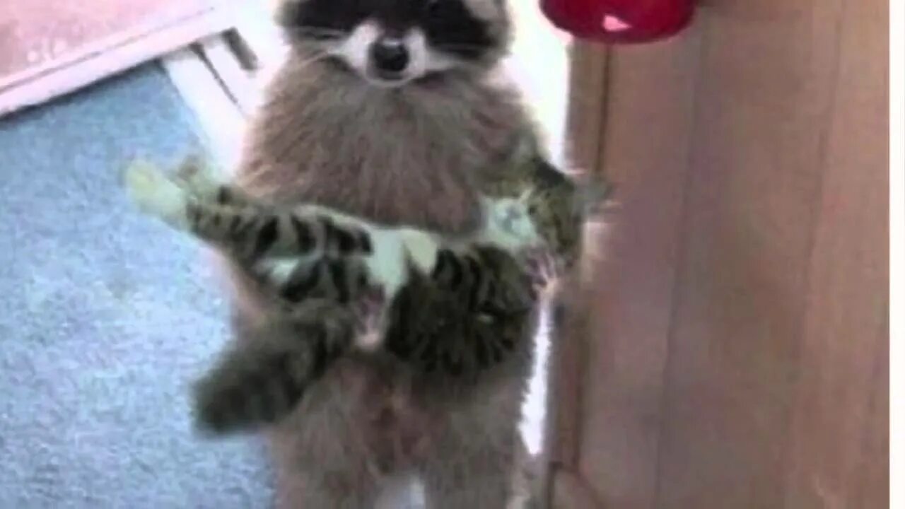 whiskersonkittens-65: "Raccoon Ruby really loves to hug her kitty Whiskers! " Pe