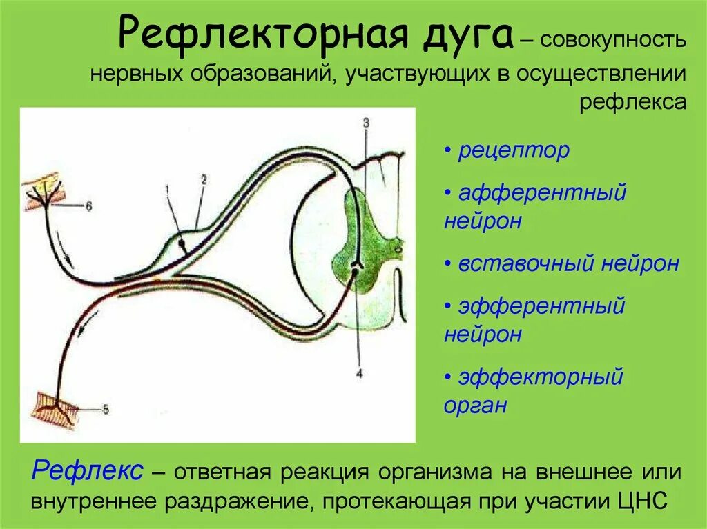 Нервные импульсы при осуществлении рефлекса. Рефлекс звенья рефлекторной дуги. На схеме рефлекторной дуги двигательный Нейрон. Три отдела рефлекторной дуги. Строение рефлекторной дуги.