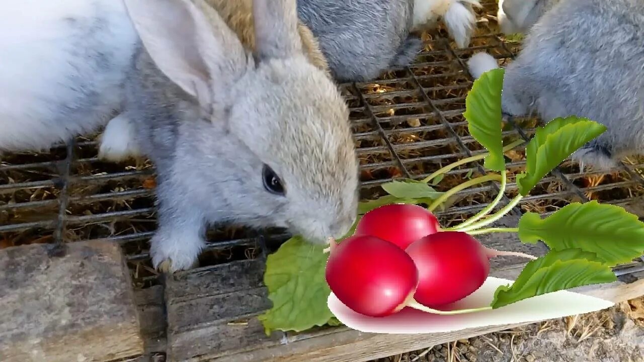 Можно кролику яблоко. Кролиководство. Кролик кушает. Заяц в огороде. Кролик ест редиску.