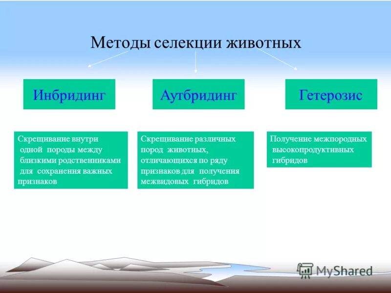 Методы селекции животных. Метод селекции животных. Методы селекции растений и животных. Специфические методы селекции животных. Чем отличается селекция растений от селекции животных