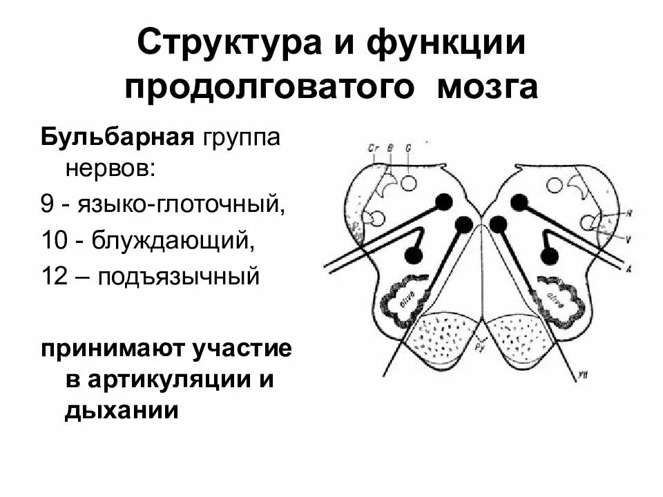 Какое строение имеет продолговатый мозг. Внутреннее строение продолговатого мозга ядра. Схема расположения ядер продолговатого мозга. Ядра продолговатого мозга схема. Продолговатый мозг поперечный разрез схема.