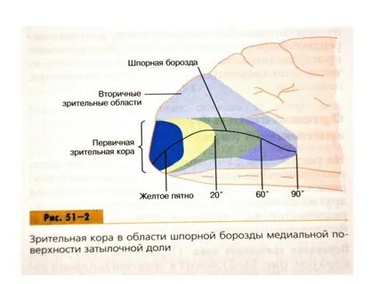 Шпорная борозда