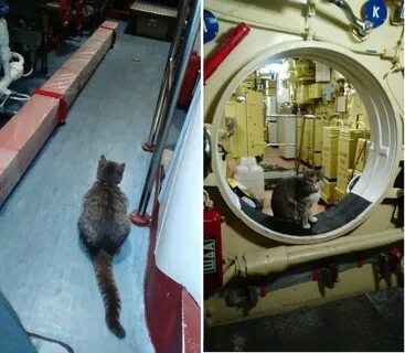 В новороссийске кошка