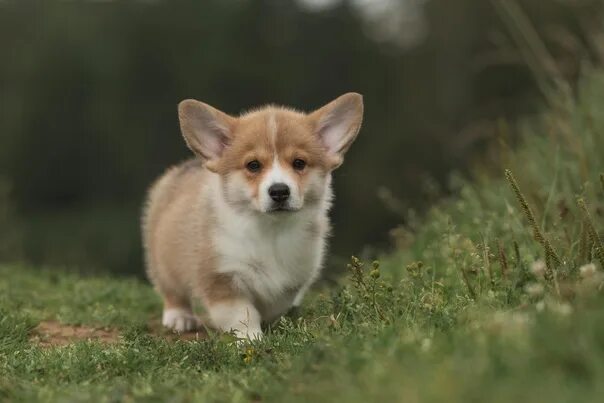 Corgi - Diamond Clothings Corgi dog, Cute corgi puppy, Cute corgi