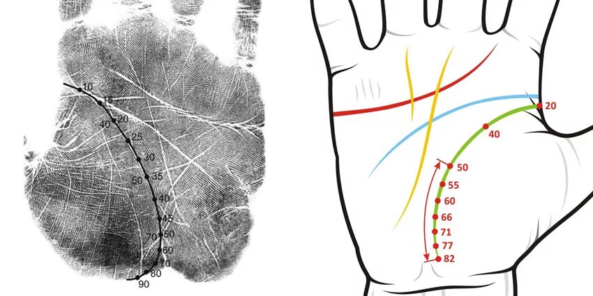 Линия жизни северинов. Линия жизни Датировка хиромантия. Датировка по линии сердца хиромантия. Хиромантия, Возраст линии жизни хиромантия. Нади Грандха хиромантия линия сердца.