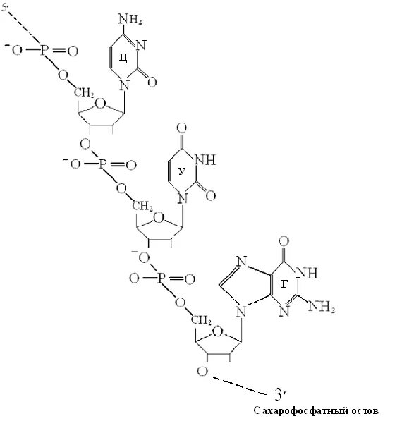 Вторичная цепь днк. Первичная структура РНК. Номенклатура нуклеозидов и нуклеотидов. Полярность полинуклеотидной цепи ДНК. Тринуклеотид АТГ.