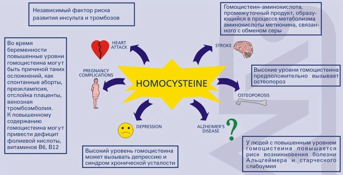 Причины гормоны у мужчины. Гомоцистеин. Исследование уровня гомоцистеина в крови. Повышенный уровень гомоцистеина. Повышение уровня гомоцистеина.