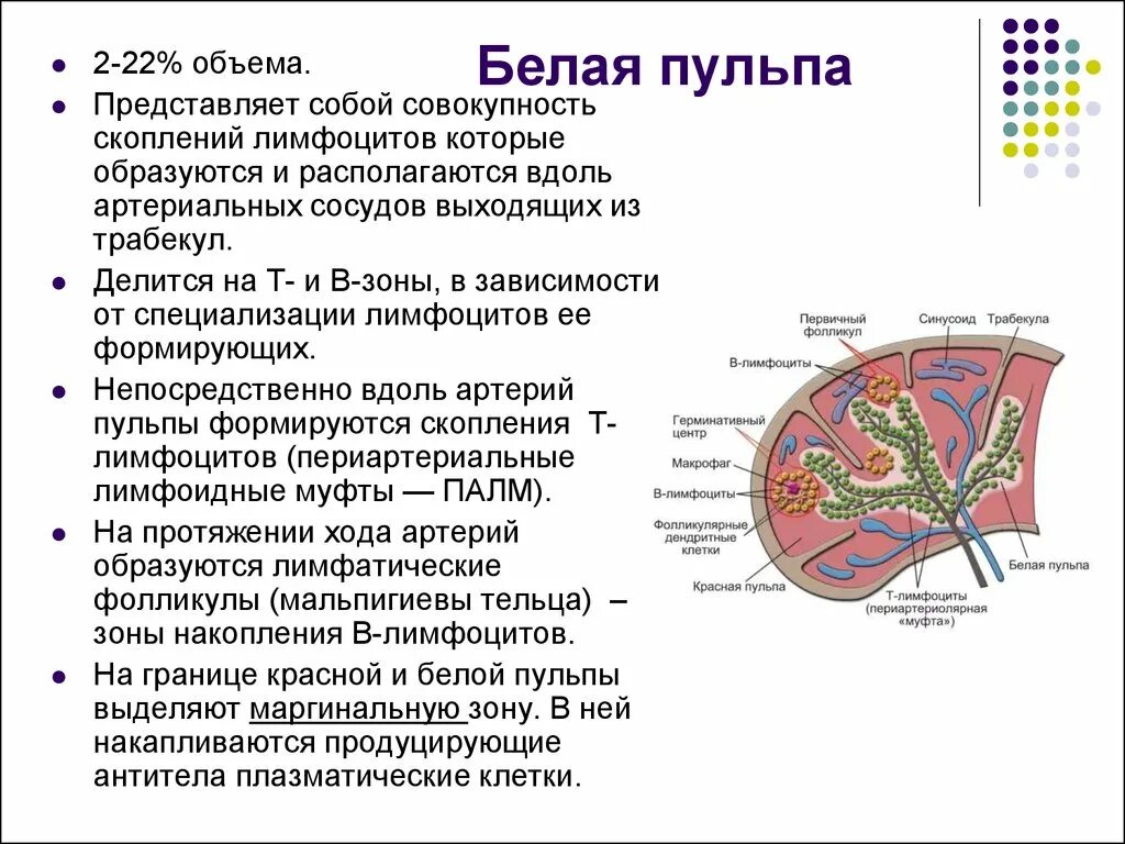 Вещество селезенки. Структуры белой пульпы селезенки. Строение белой пульпы селезенки. Строение и функции белой пульпы селезенки. Строение и функции красной пульпы селезенки.