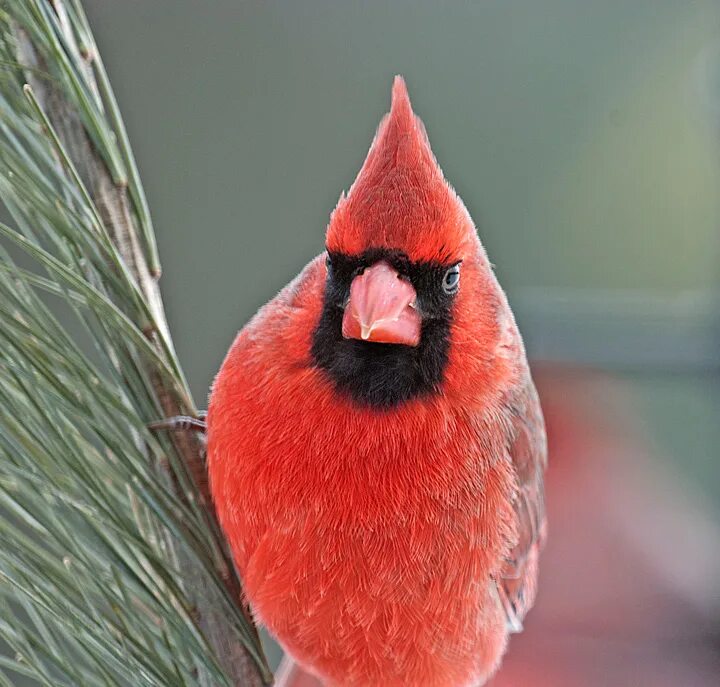 Красный Кардинал птенец. Терраколор красный Кардинал. Нуайне Кардинал. Птенец кардинала.