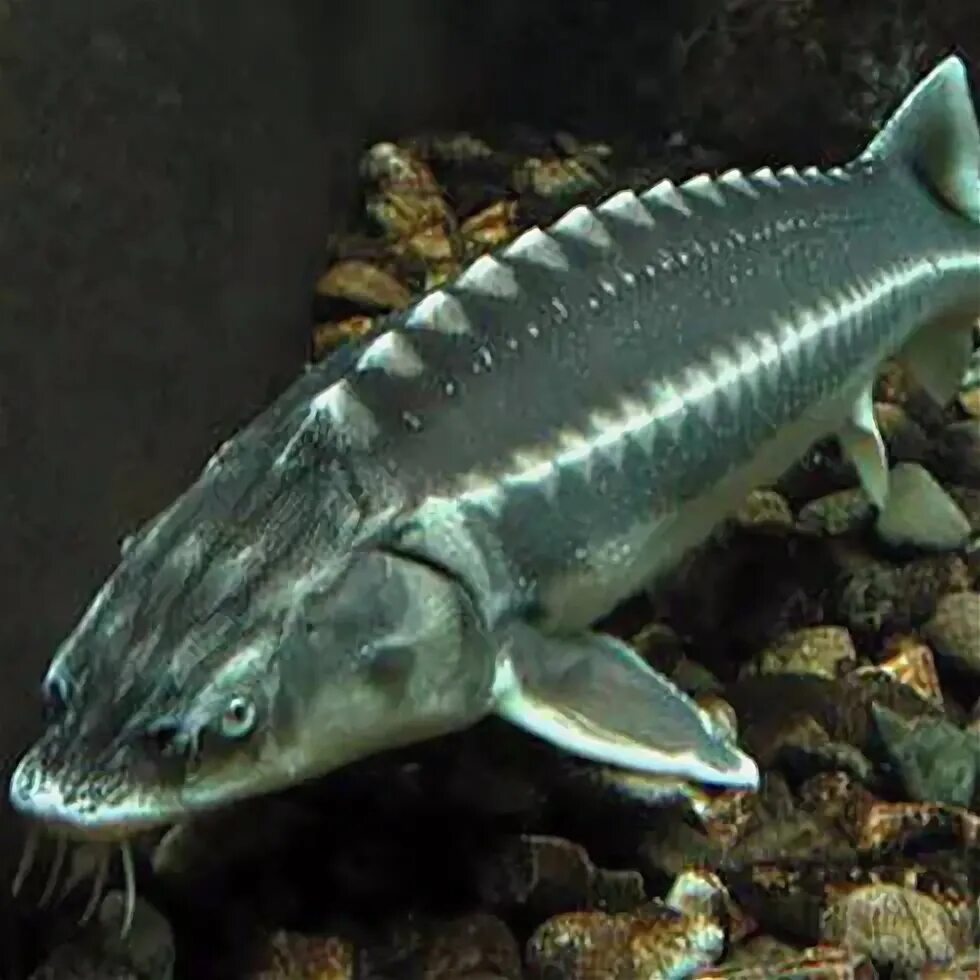 Осетровая ферма. Русско ленский осетр. Сибирский осетр алтай. Русско ленский осетр. Русско ленский осетр.