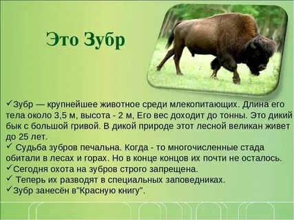Рассказ о животных 2 класс кратко