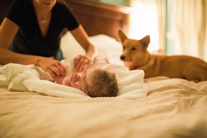 Собака и рождение ребенка. Кристин собачьего рода. Домашние животные рожают.