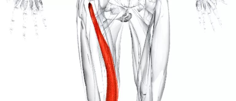 Боль в бедре с внутренней стороны. Боль внутренней поверхности бедра. Болят мышцы внутренней стороны бедра. Болит нога в бедре с внешней стороны. Тянет правый пах у женщин