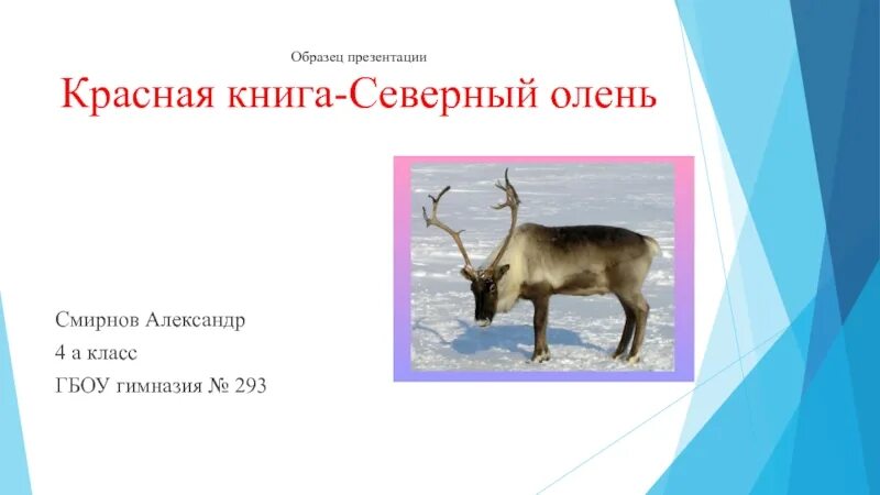 Северный олень красная книга. Северный олень занесен в красную книгу. Северный олень красноярского края. Презентация северный олень красная книга. Олень занесен в красную книгу.