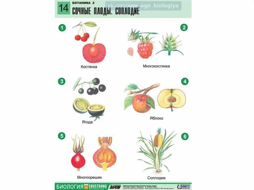 Ягода с ботанической точки зрения. Плоды растений. Сочные плоды растений. Сочные плоды ягода. Строение сочного плода.