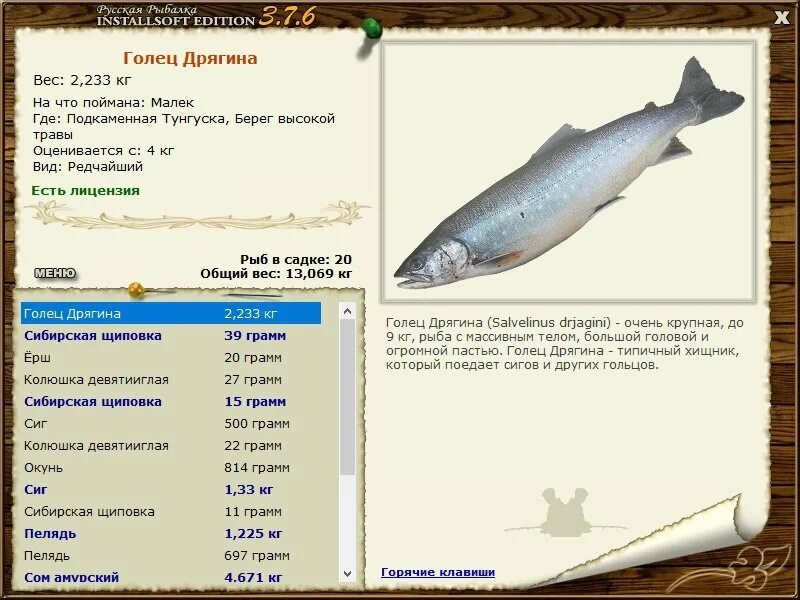 Голец реальная рыбалка. Голец дрягина рыба. голец дрягина - salvelinus drjagini. русская рыбалка 2 подкаменная тунгуска триада. колюшка 9 иглая русская рыбалка 3.