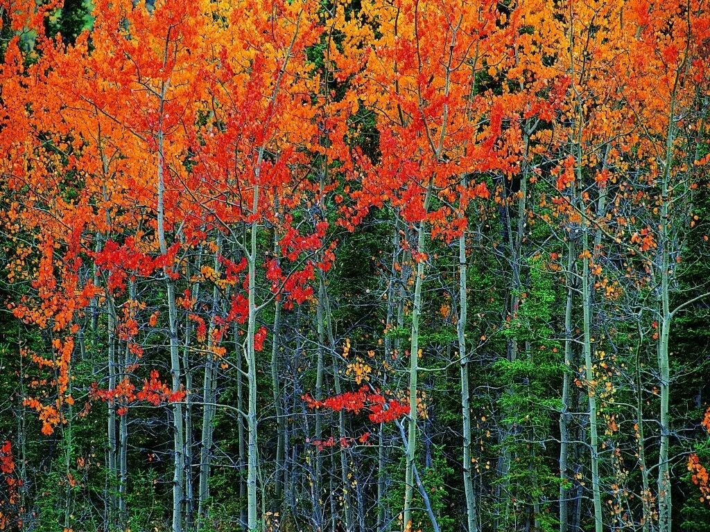 Aspen Grove in Autumn In Washington's Methow Valley Flickr