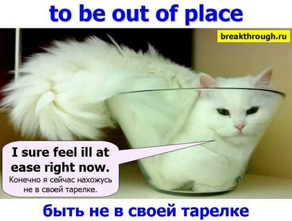 Не в своей тарелке значение фразеологизма