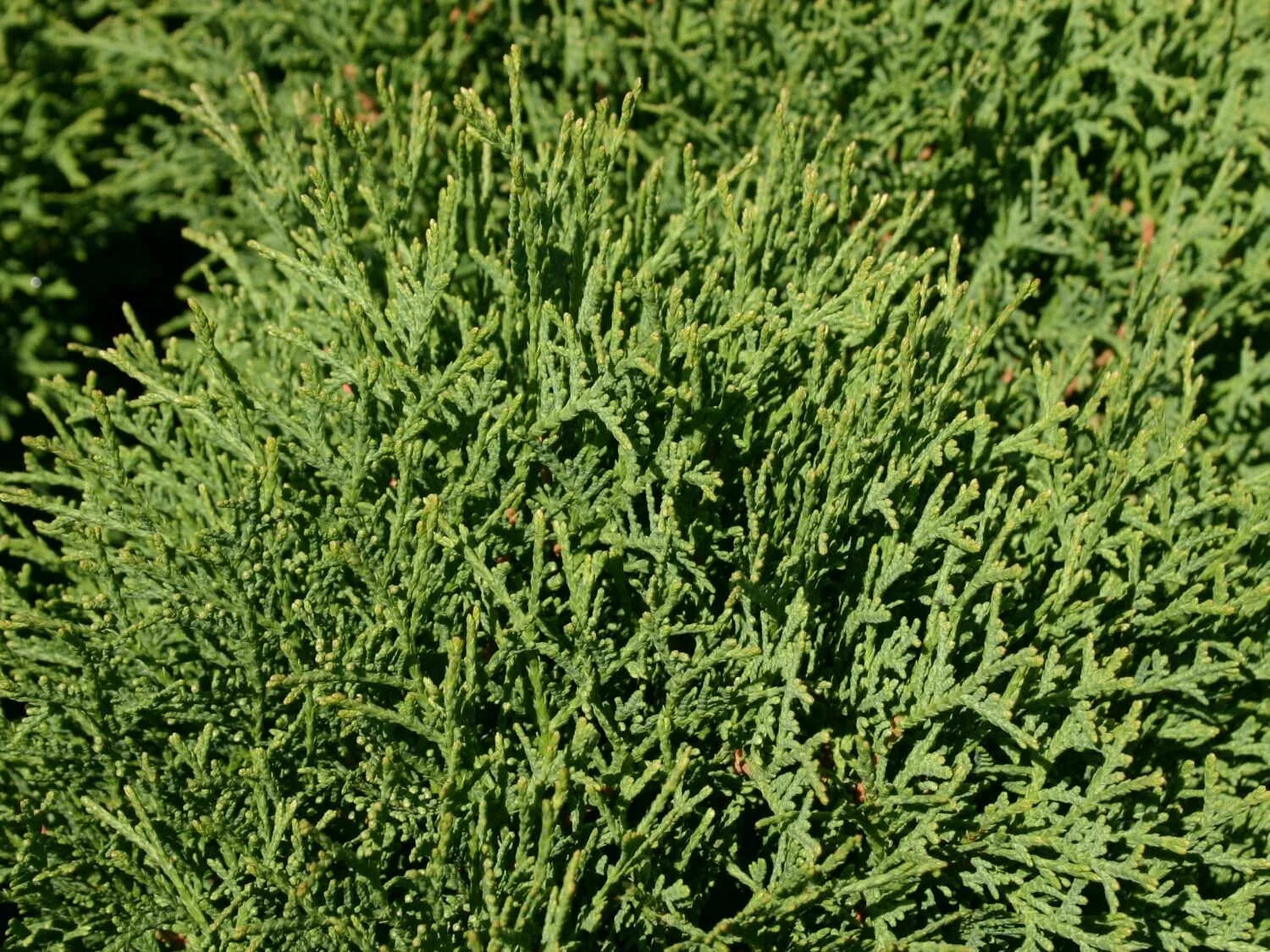 Туя западная тим тим. Туя западная tiny tim. туя западная (thuja occidentalis tiny tim. туя западная tiny tim (тини тим). туя западная тини тим латынь.