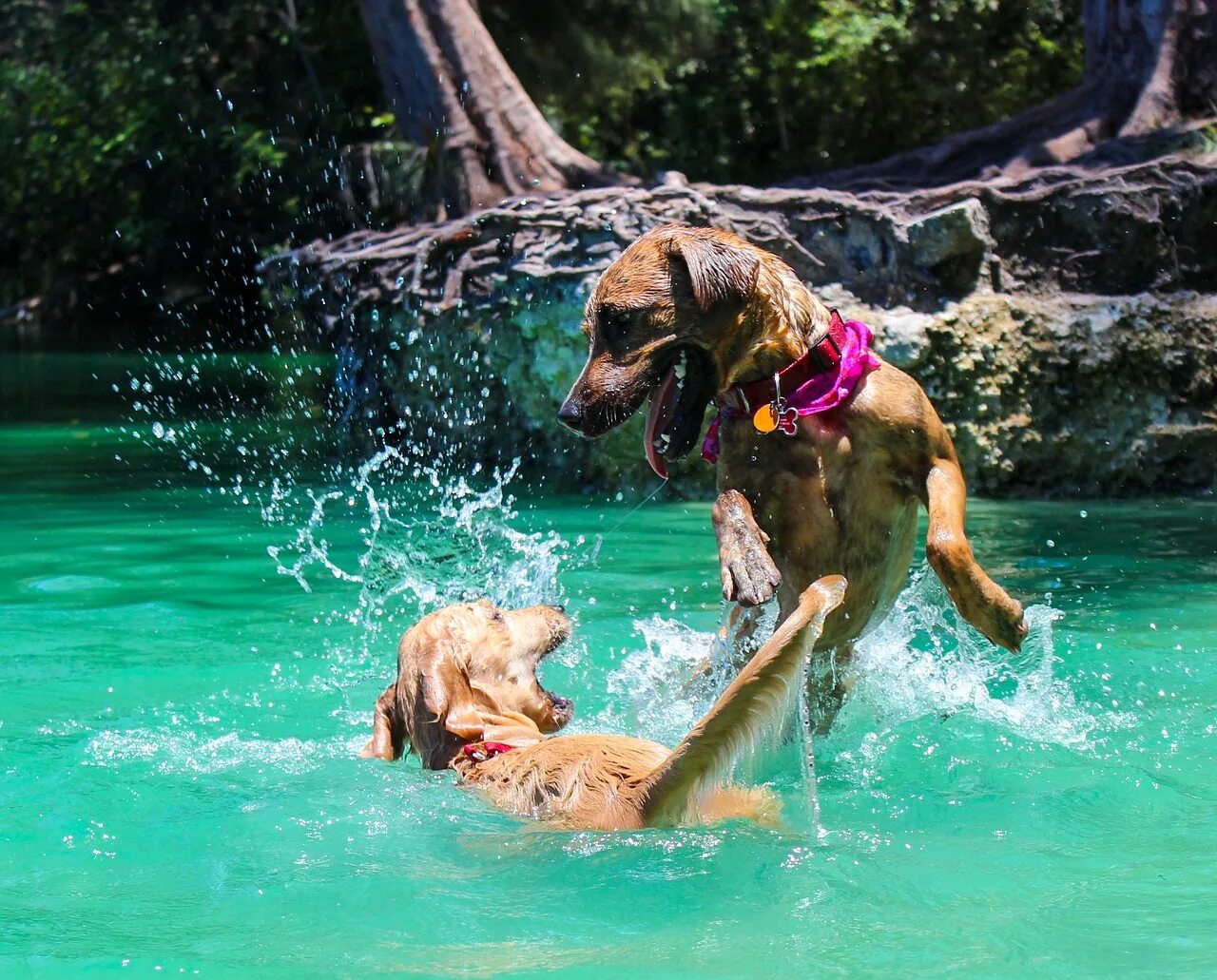 Учи рыбу плавать а собаку лаять. Купание собаки. Собака купается. Собака плавает. Собака плывет.