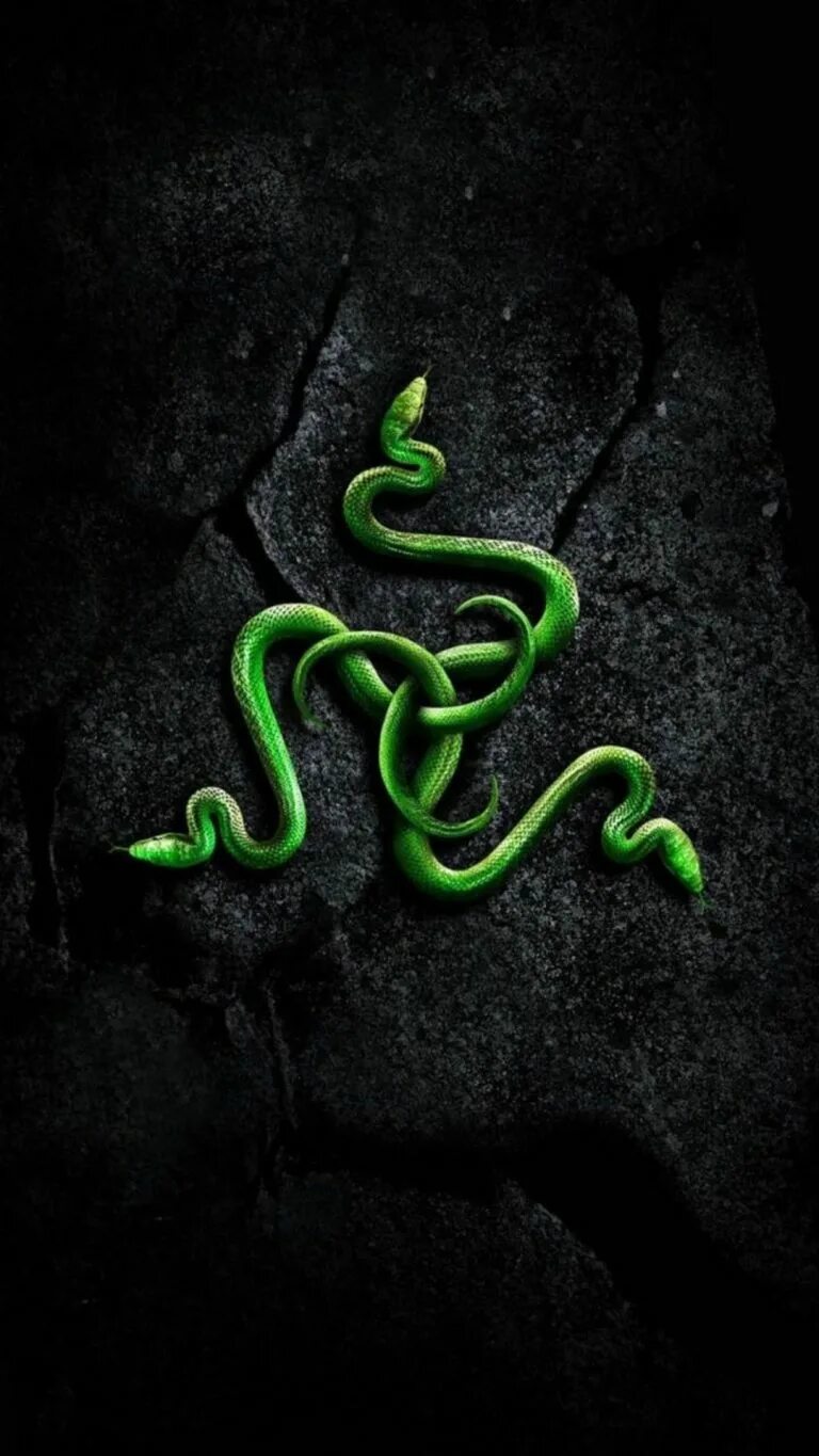 Змея на заставку телефона. Тапочки Razer Snake Snake. Змея рейзер. Змеи на заставку. Заставки на телефон змеи.