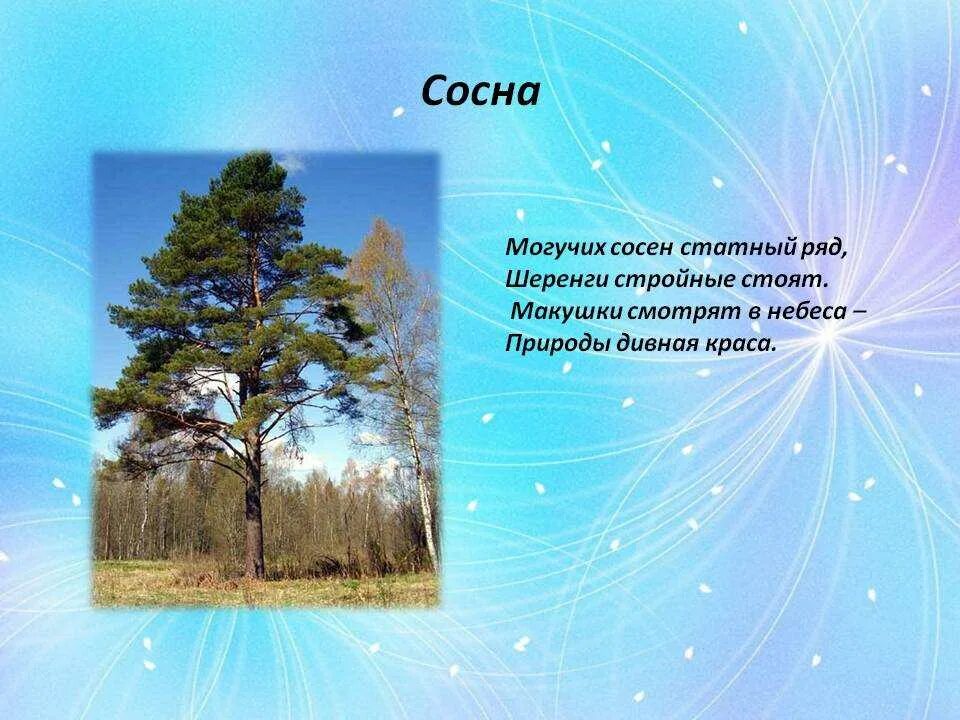 Слово хвойный. Стих про сосну. Стих про сосну для детей. Детские стихи о сосне. Четверостишье про сосну.