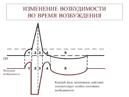 График соотношения возбуждения и возбудимости