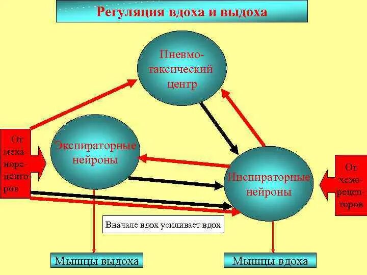 Центр вдоха центр выдоха. Регуляция вдоха и выдоха. пневмотаксический и апнейстический центры. пневмотаксический дыхательный центр.