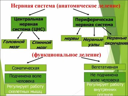 Функционально нервная система подразделяется на