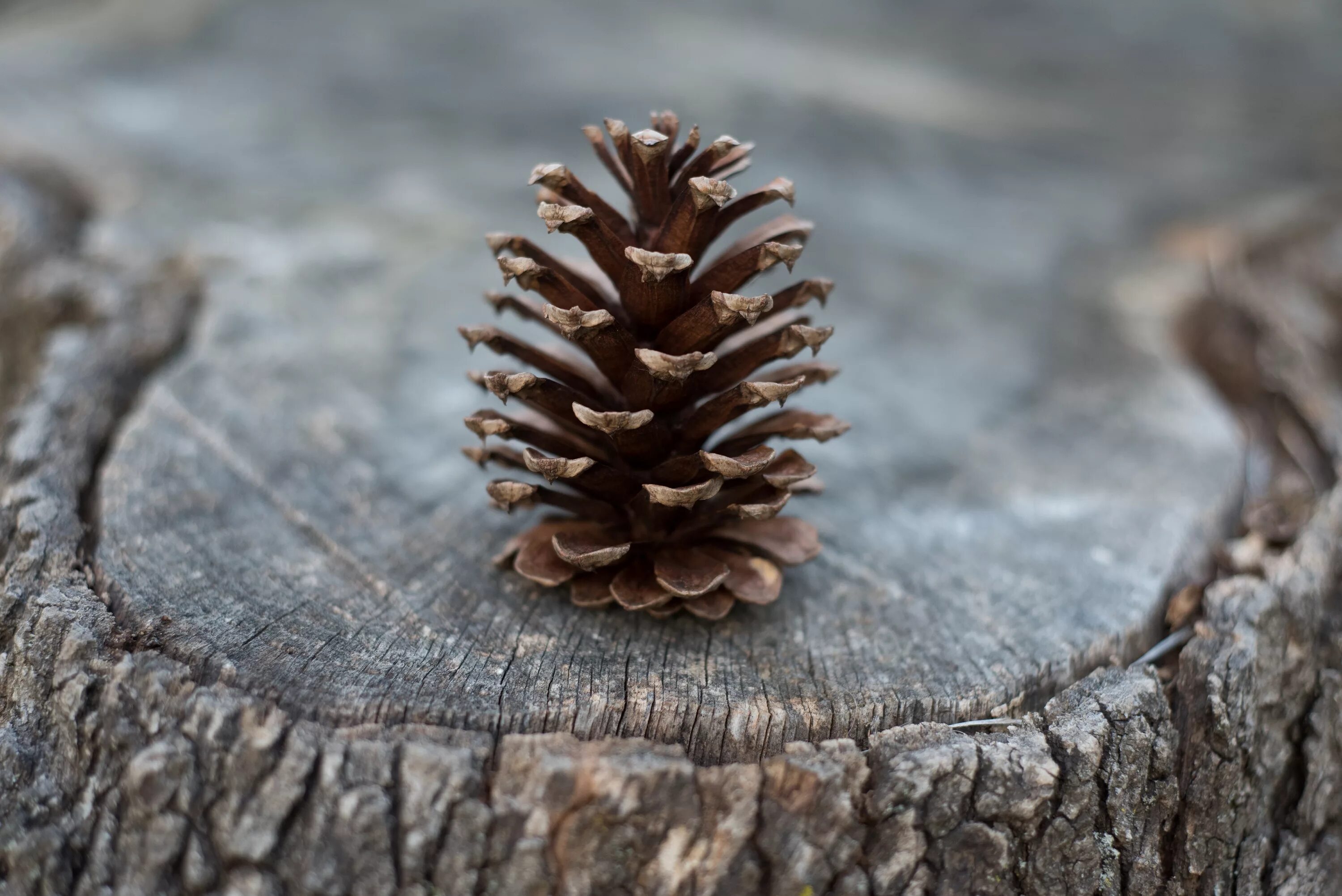 Cones tree