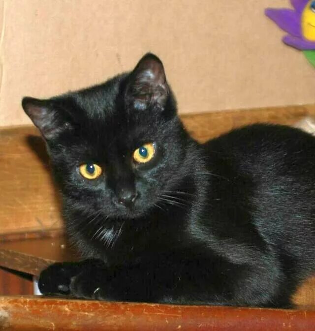 Кот метис черный. Черные кошки породы Крысолов. Порода кошек метис чёрный. Котята черного цвета. Черные котята в добрые