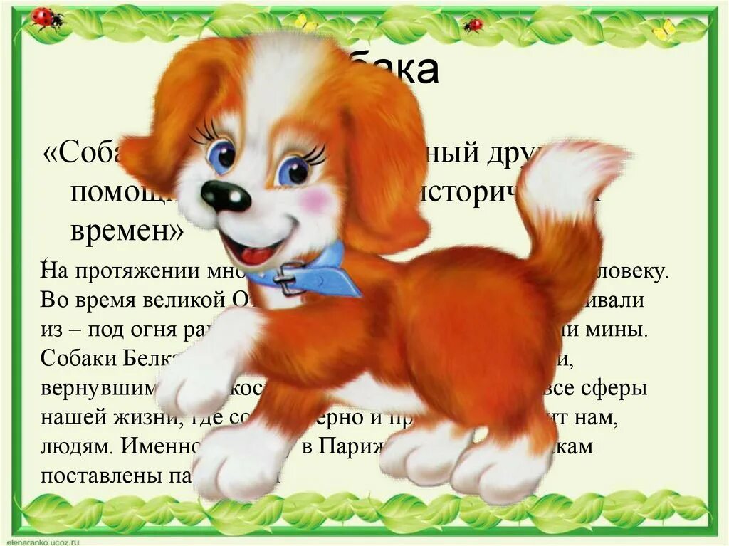 Сочинение на тему собака. Сочинение на тему собака. Сочинение на тему животные. Сочинение про собаку. Сочинение про собаку джек рассел.