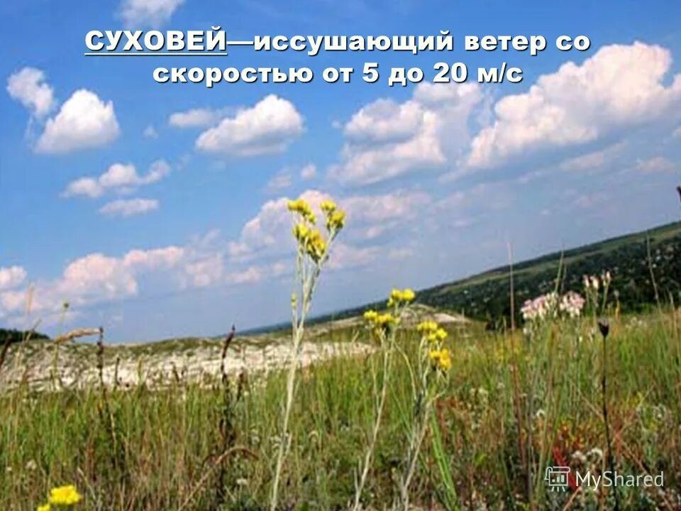 суховей в какой природной зоне. 6 степь. полынно-злаковая степь на карте.