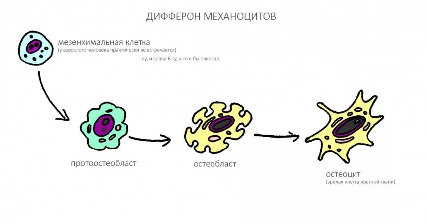 Какие клетки способны к делению. Клеточные диффероны соединительной ткани. Клеточный дифферон. Клетки дифферона. Клеточный дифферон костной ткани.