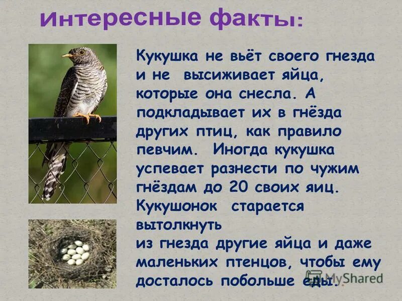 В гнезда каких птиц откладывает. Интересное о кукушке. кукушка откладывает яйца в гнезда. интересные факты о кукушке. кукушка презентация.