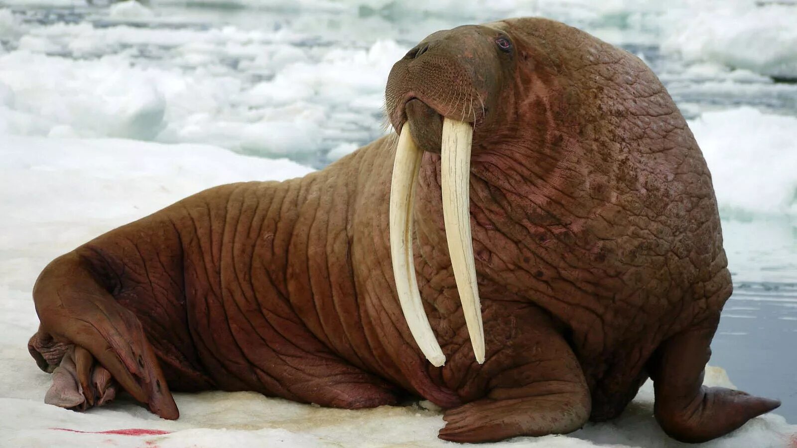 Тихоокеанский морж (Odobenus rosmarus divergens). Лаптевский морж. Морж (Odobenus rosmarus). Морж Лаптевский подвид.