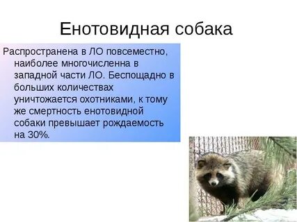 Енотовидная собака развитие с метаморфозом
