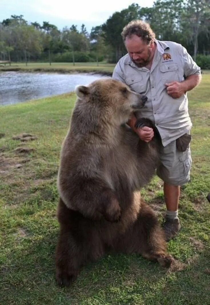 Любопытный медвежонок картинка. Белый медведь ест арбуз. Bear 14. Bear 14. Ursus americanus.